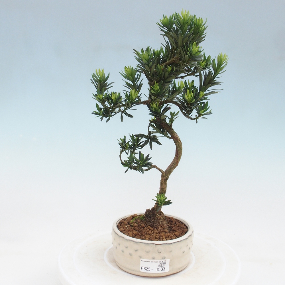 Izbová bonsai - Podocarpus - Kamenný tis