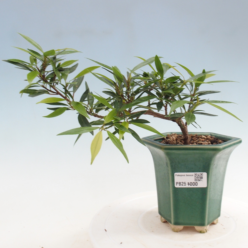 Izbová bonsai - Ficus nerifolia - malolistý fikus
