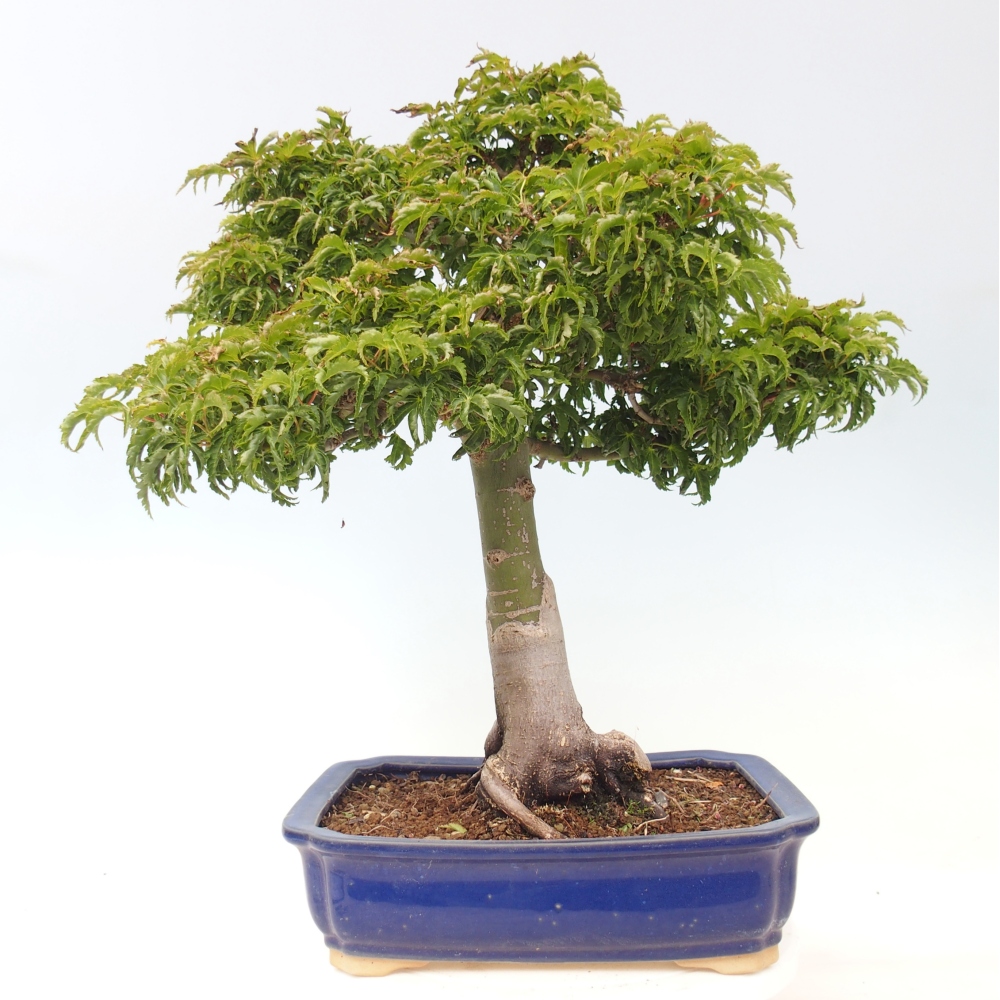 Vonkajšia bonsaj -Javorská palma Acer palmatum Shishigashira