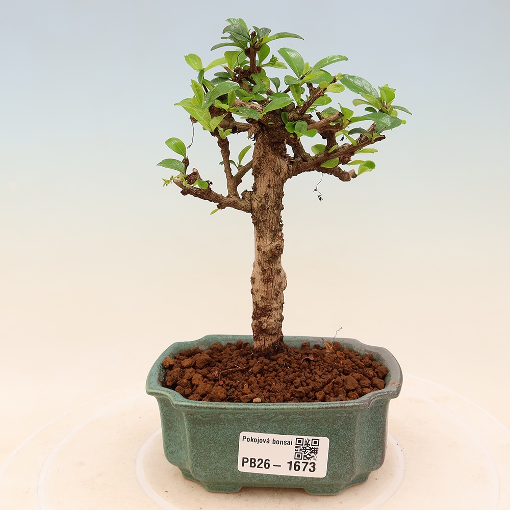 Izbové bonsaje - Carmona macrophylla - Tea fuki