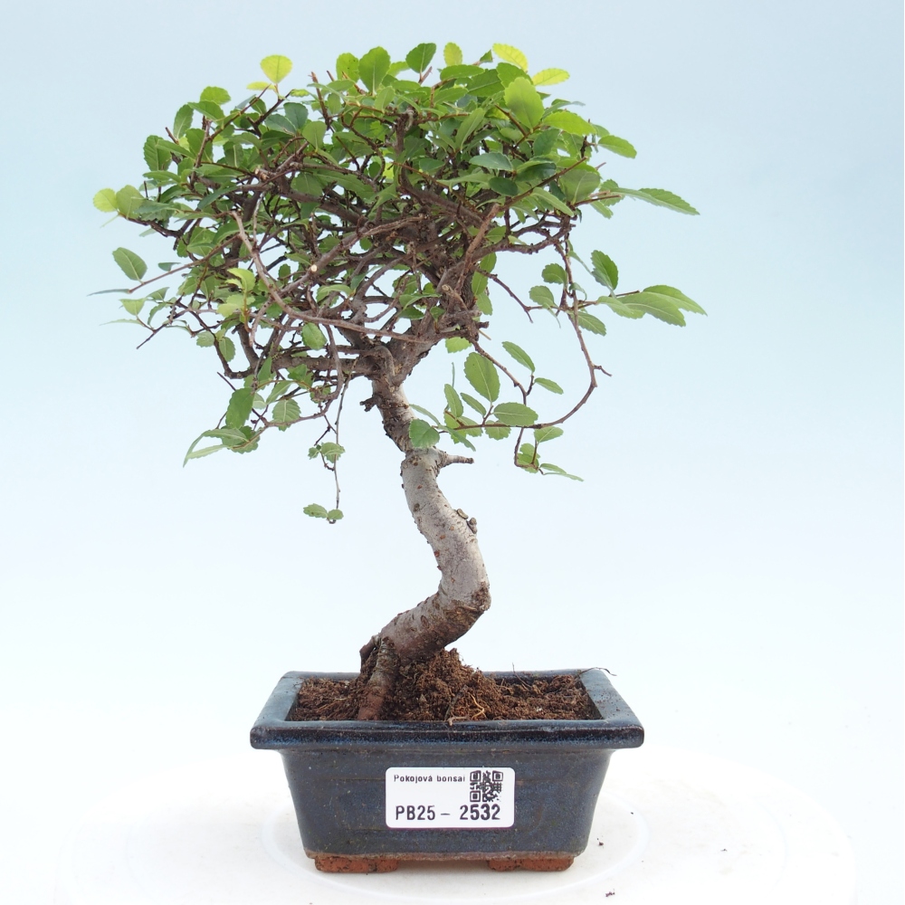 Izbová bonsai - Ulmus parvifolia - Malolistý jilm