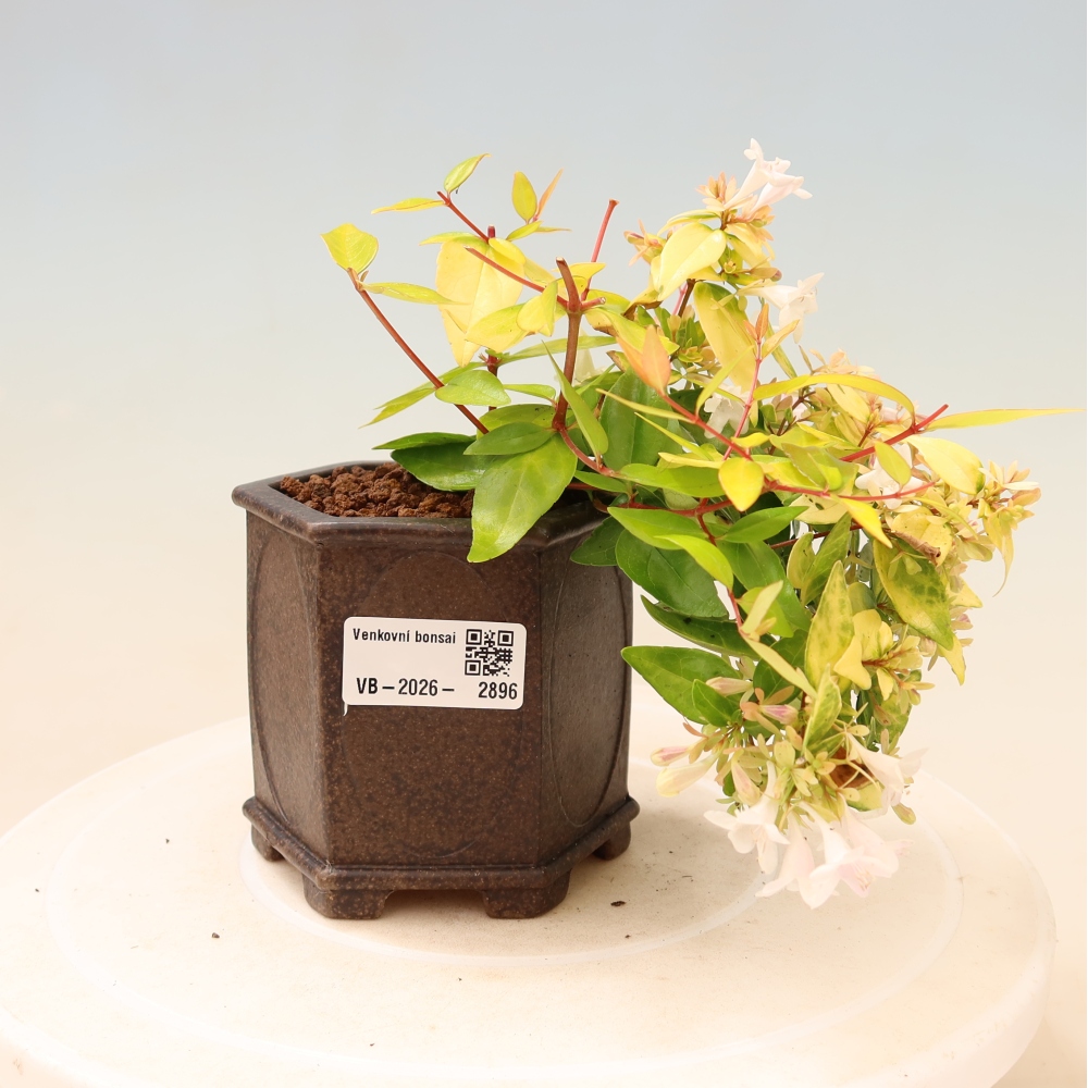 Vonkajší bonsai – Abelia gr. Kleidoscope – Abélie veľkokvetá