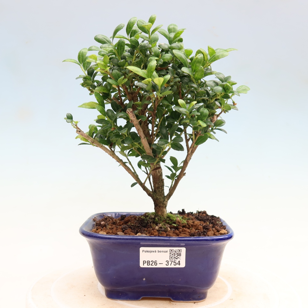 Izbový bonsaj - Ilex crenata - Cesmína