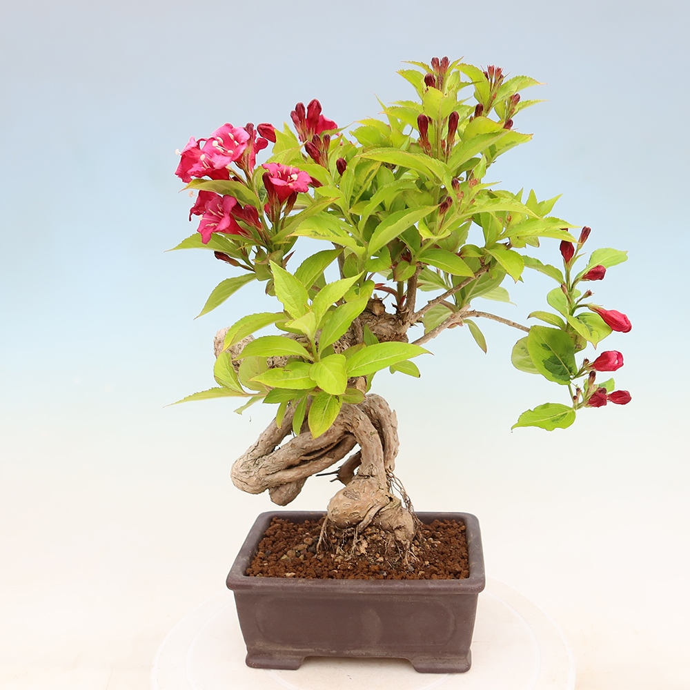 Vonkajší bonsai – Weigela subsessilis – vajgélia kórejská