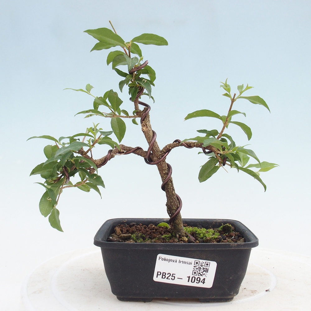 Izbová bonsai - Malpighia coccigera- Barbdorská čerešňa