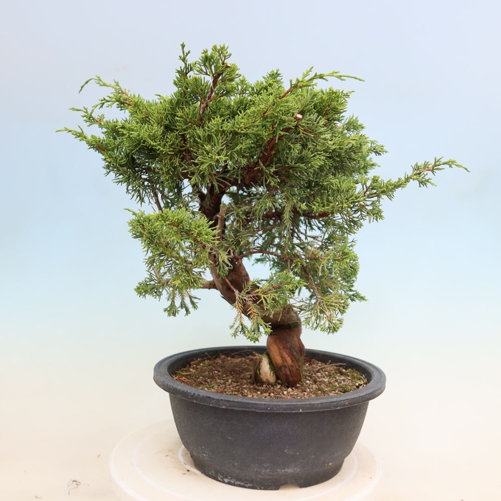 Vonkajší bonsai – Juniperus chinensis Itoigawa – čínsky jalovec