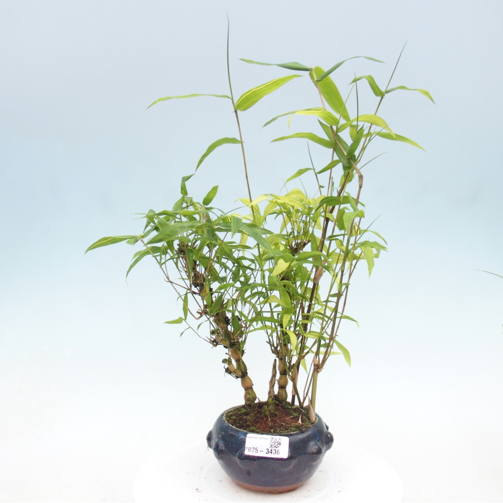 Izbové bonsaje - Bambusové brucho - Bambusové brucho