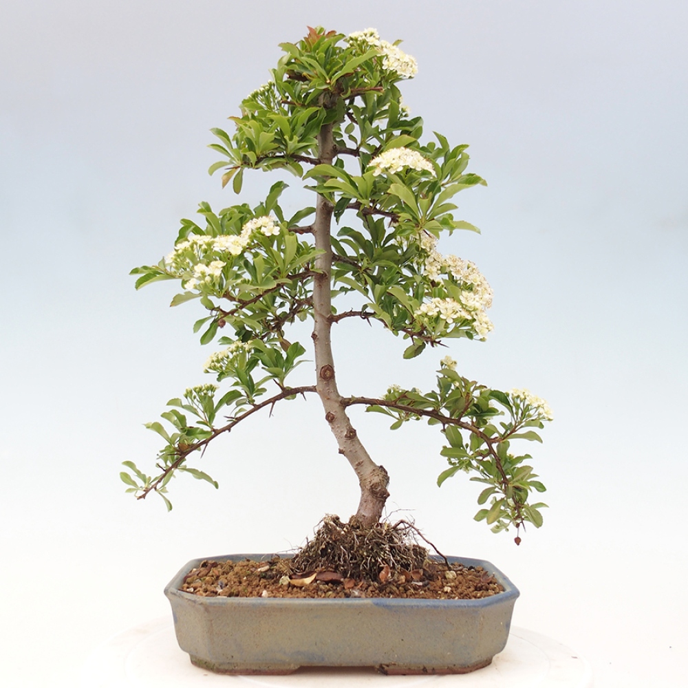 Vonkajšia bonsai-Pyracanta Teton -Hlohyně