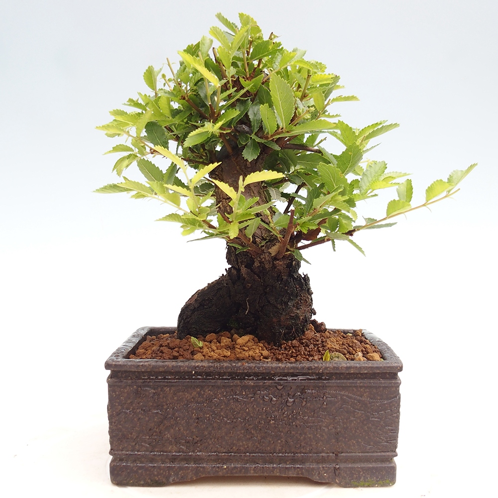 Vonkajšie bonsai - Zelkova - Zelkova Nirom