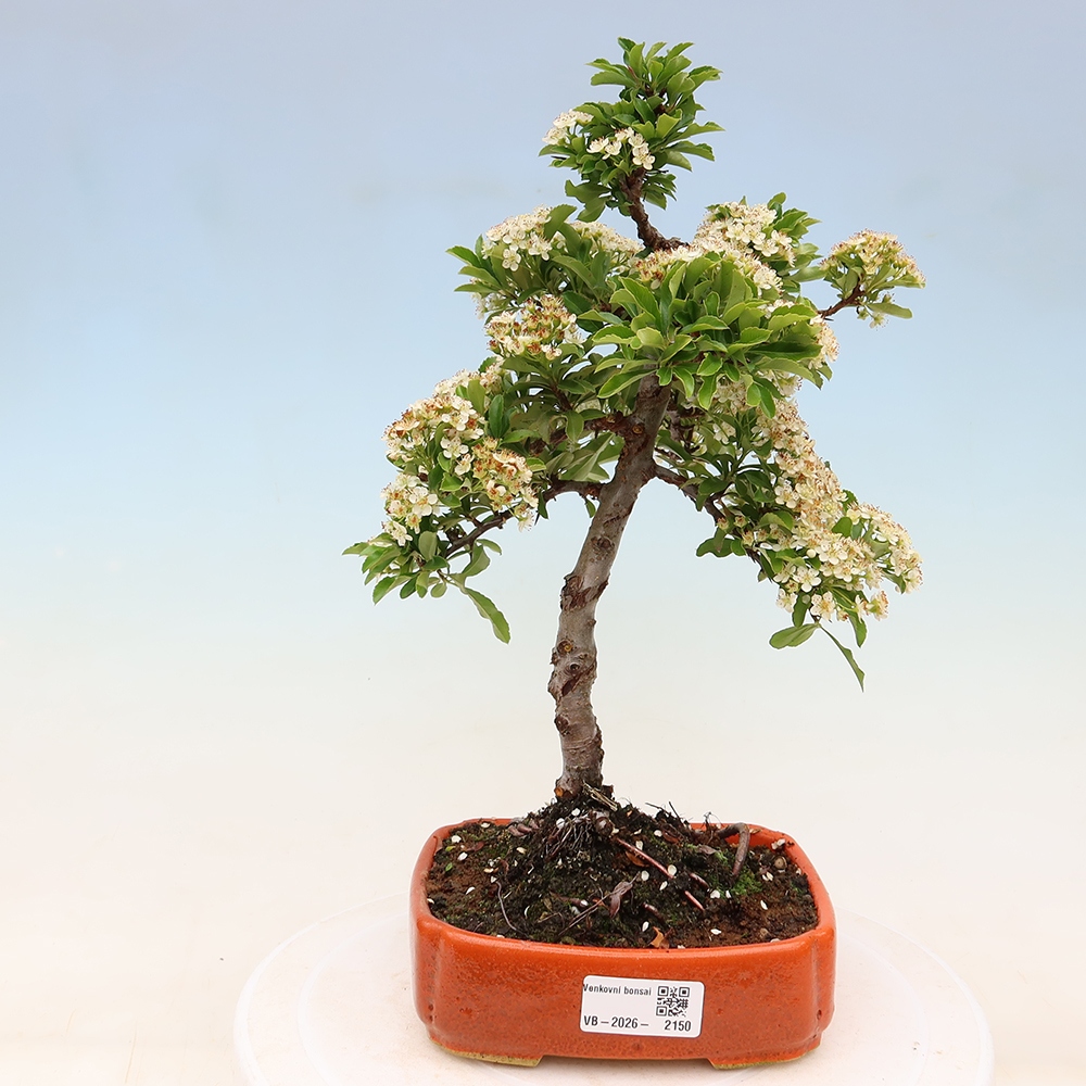 Vonkajší bonsai – Pyracantha teton – hlohovec šarlátový