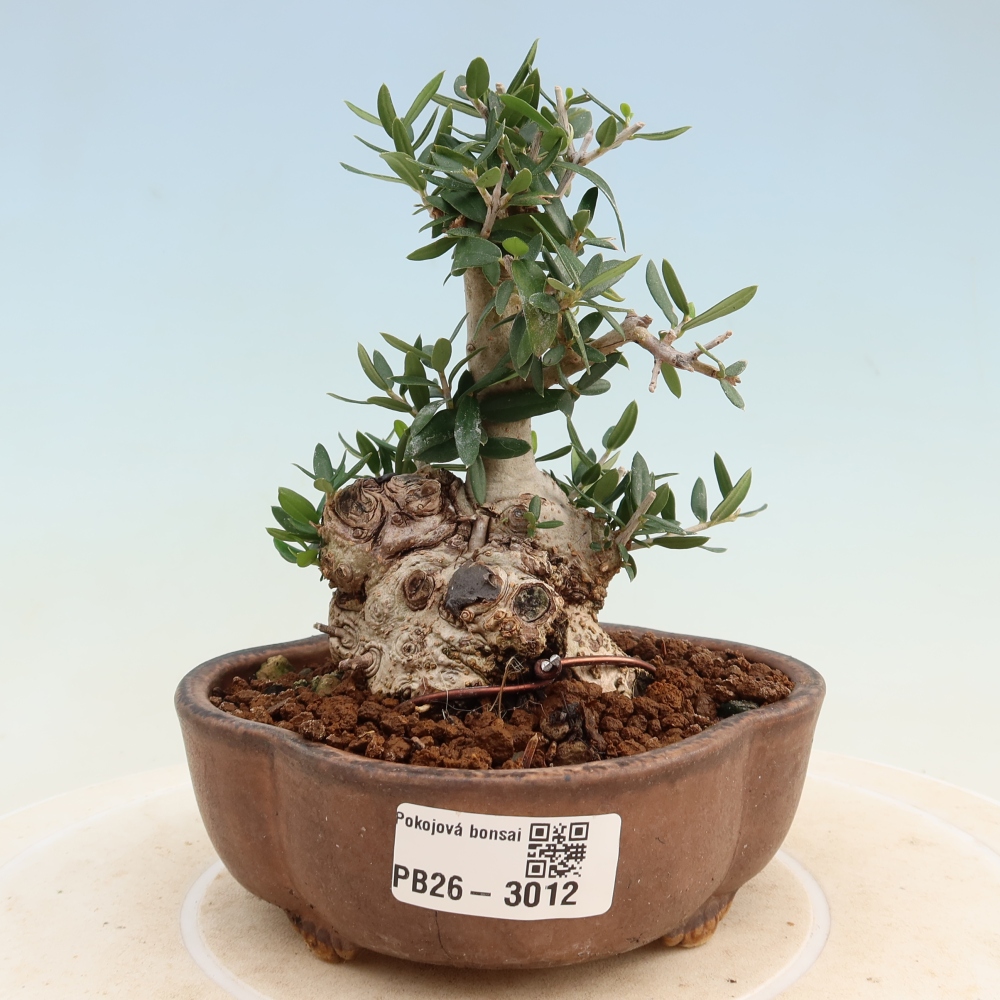 Izbový bonsaj - Olea europaea sylvestris