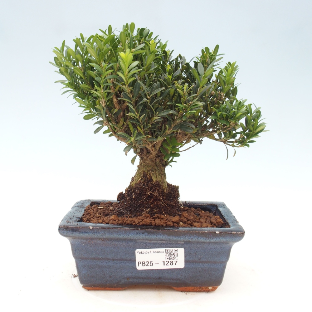 Izbová bonsai - Buxus harlandii - korkový buxus