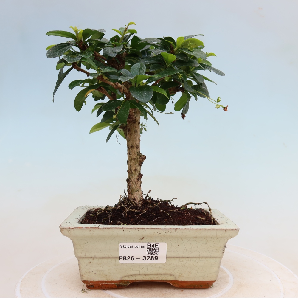 Izbové bonsaje - Carmona macrophylla - Tea fuki