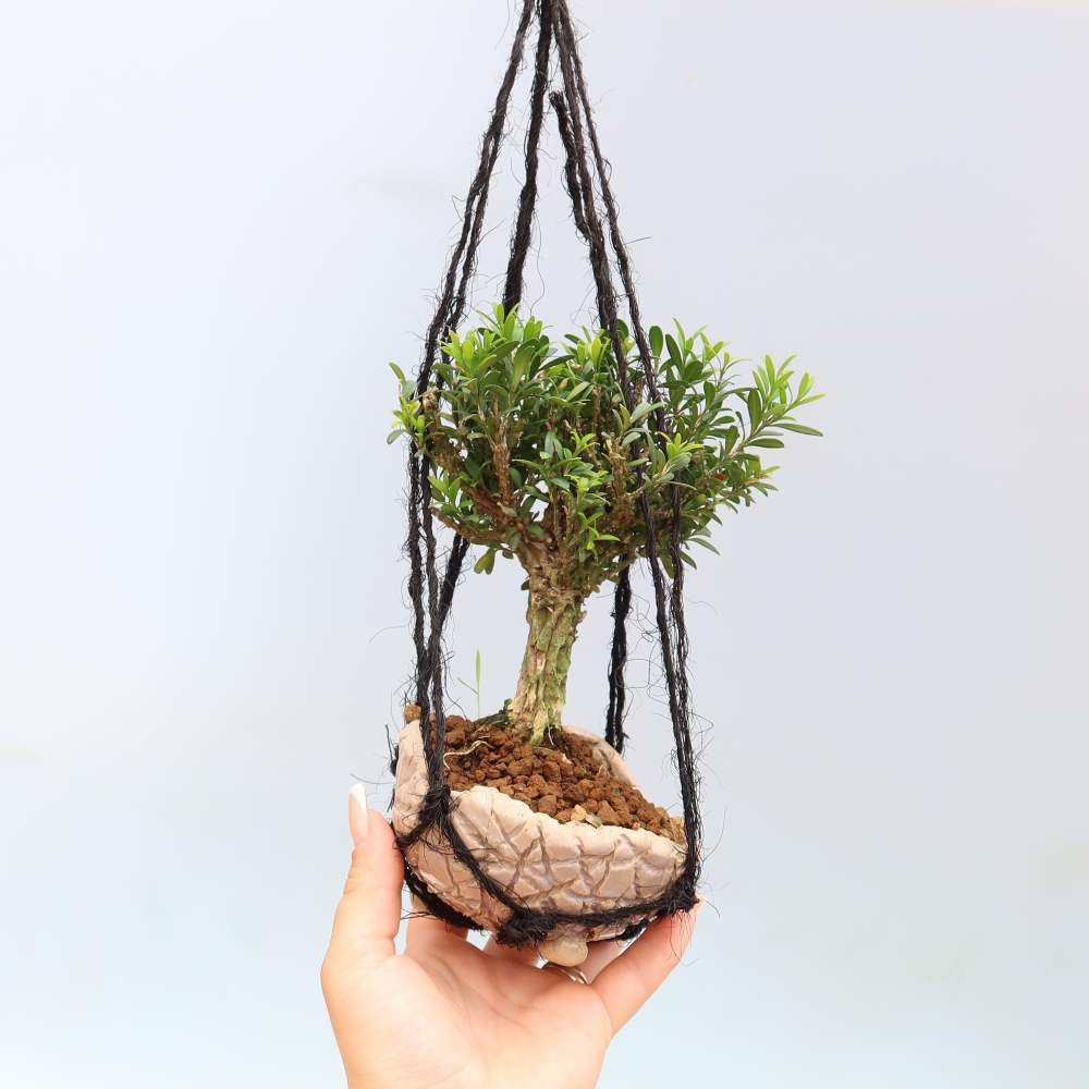 Kokedama v keramike – Buxus harlandii – korkový zimostráz