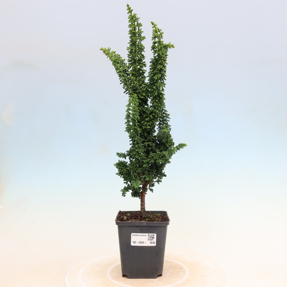 Vonkajší bonsaj - Cham. obtusa SEKKA HINOKI - Cypruštek