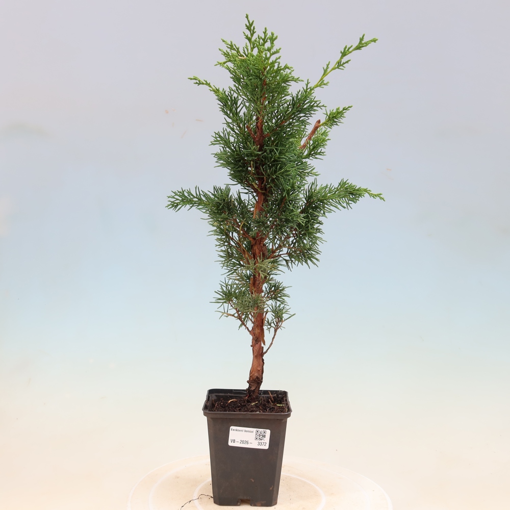 Vonkajší bonsaj - Juniperus chinensis Kishu