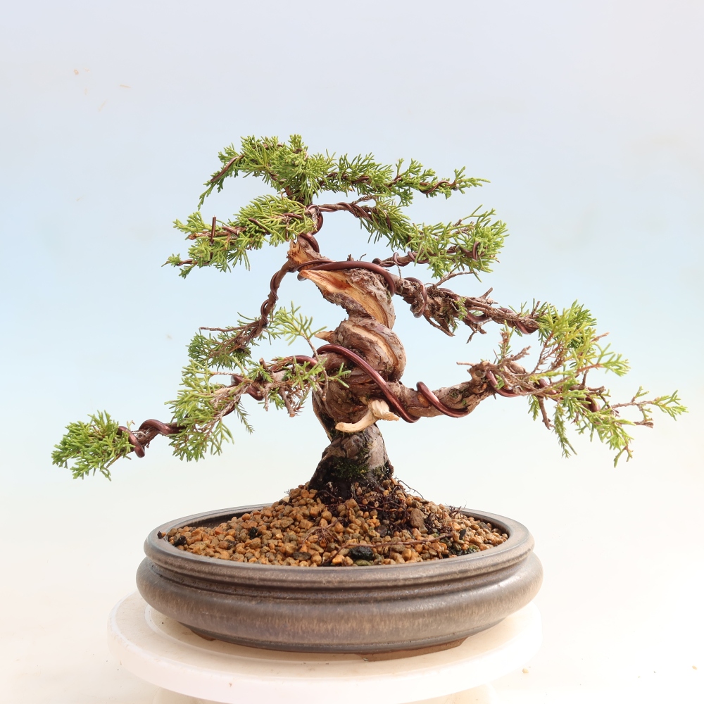 Vonkajší bonsai – Juniperus chinensis Itoigawa – čínsky jalovec