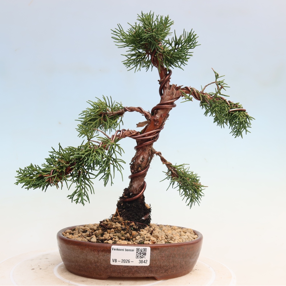 Vonkajší bonsaj - Juniperus chinensis Kishu
