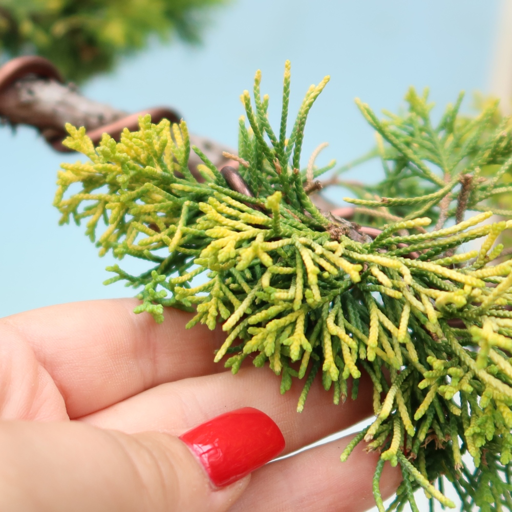 Vonkajší bonsai – Juniperus chinensis  aurea – čínsky zlatý jalovec