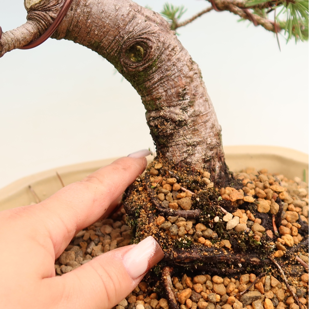 Vonkajšie bonsaje – Pinus mugo Humpy – borovica krivá