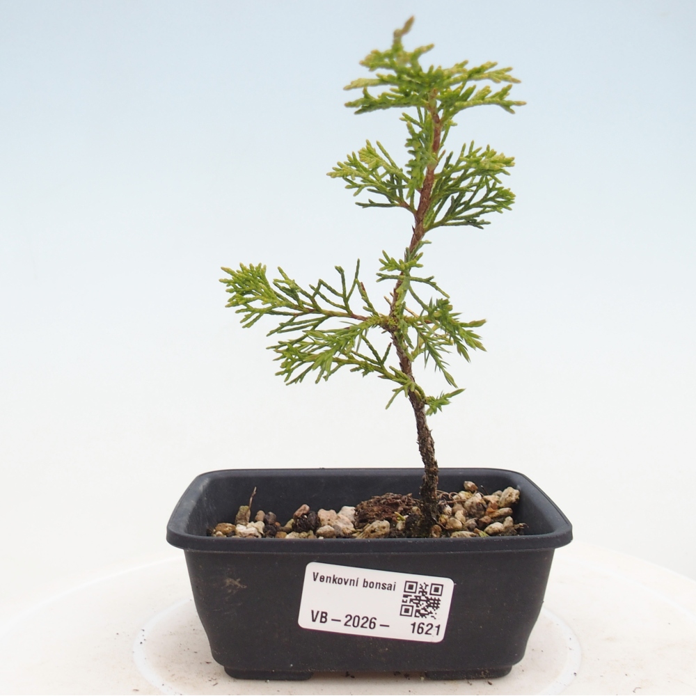 Vonkajší bonsaj - Juniperus chinensis Itoigawa