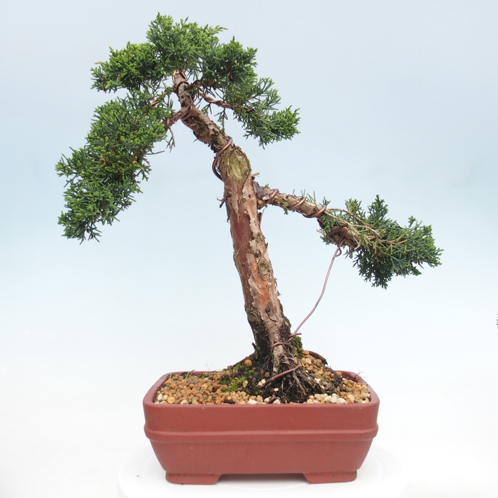 Vonkajší bonsaj - Juniperus chinensis Kishu