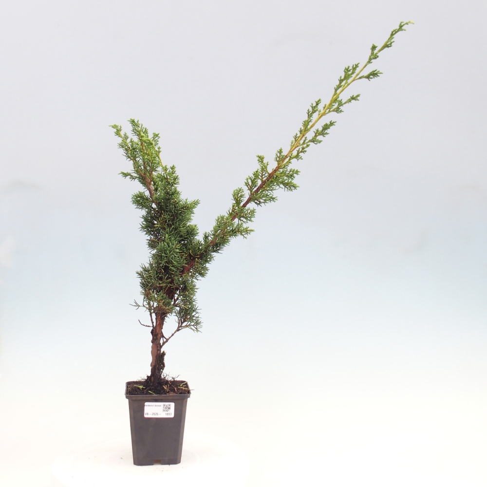 Vonkajší bonsaj - Juniperus chinensis Kishu