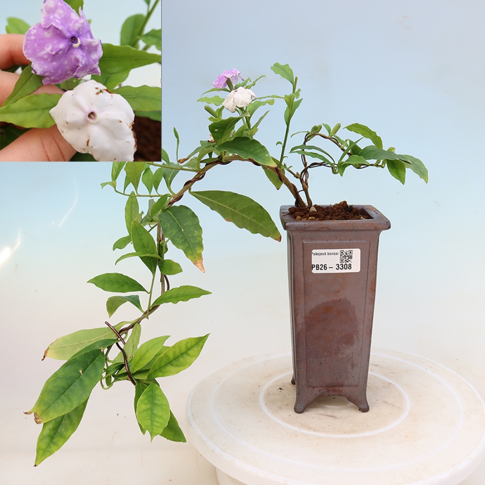 Izba bonsai – Tanaman melati costa – Brunfelsia