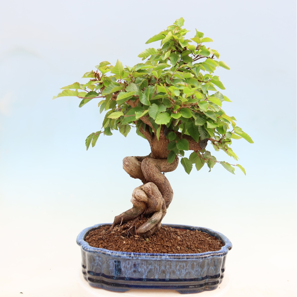 Vonkajší bonsaj -Carpinus coreana - Hrab kórejský