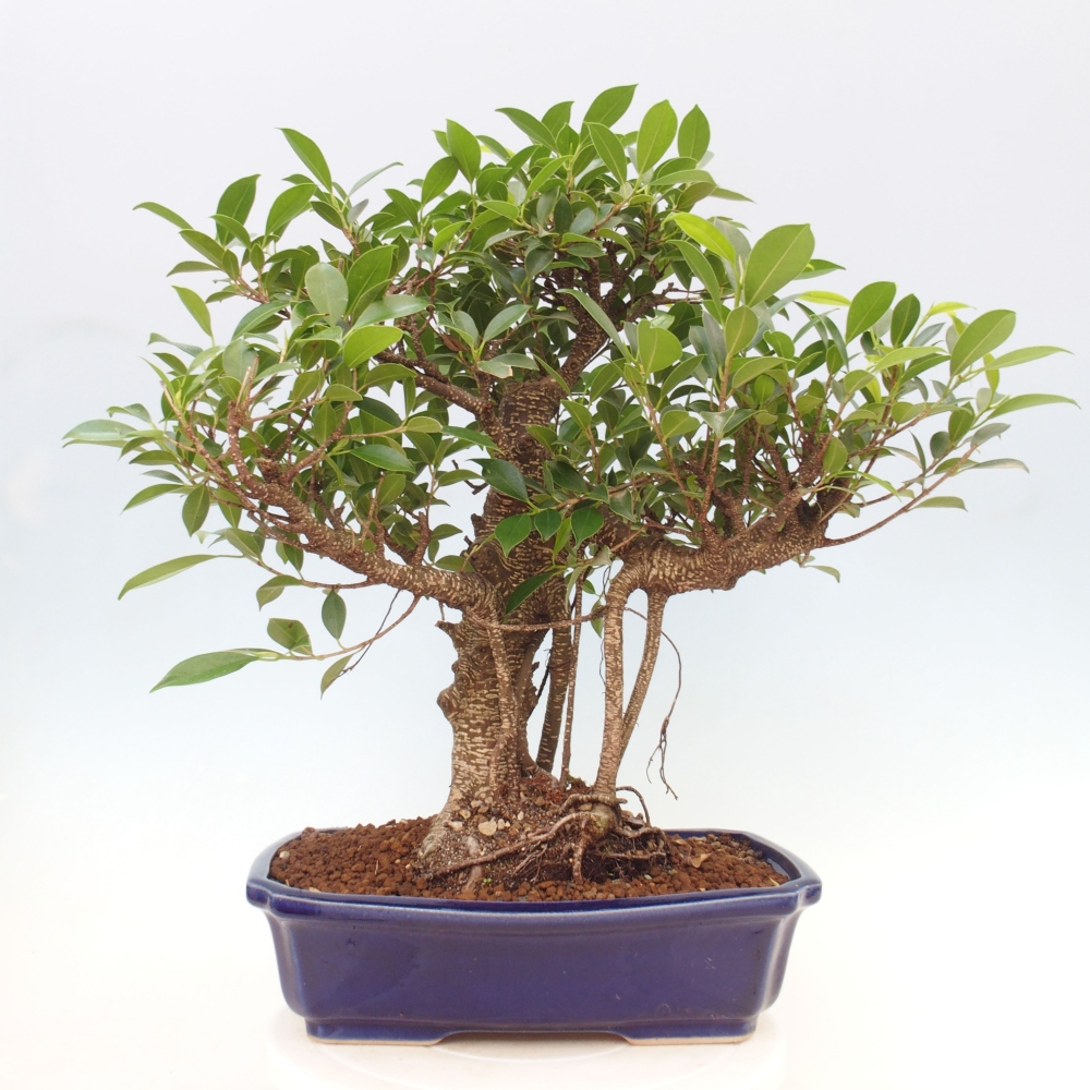 Izbová bonsai - Ficus kimmen - malolistý fikus