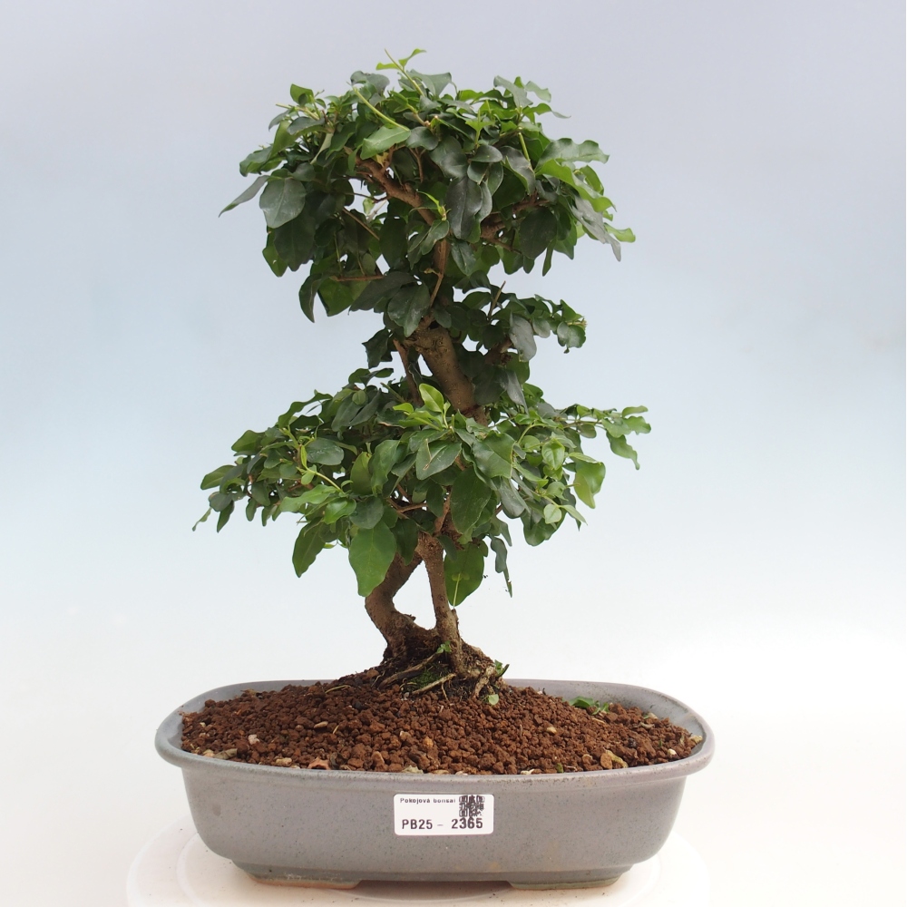 Izbová bonsai -Ligustrum chinensis - Vtáčí zob