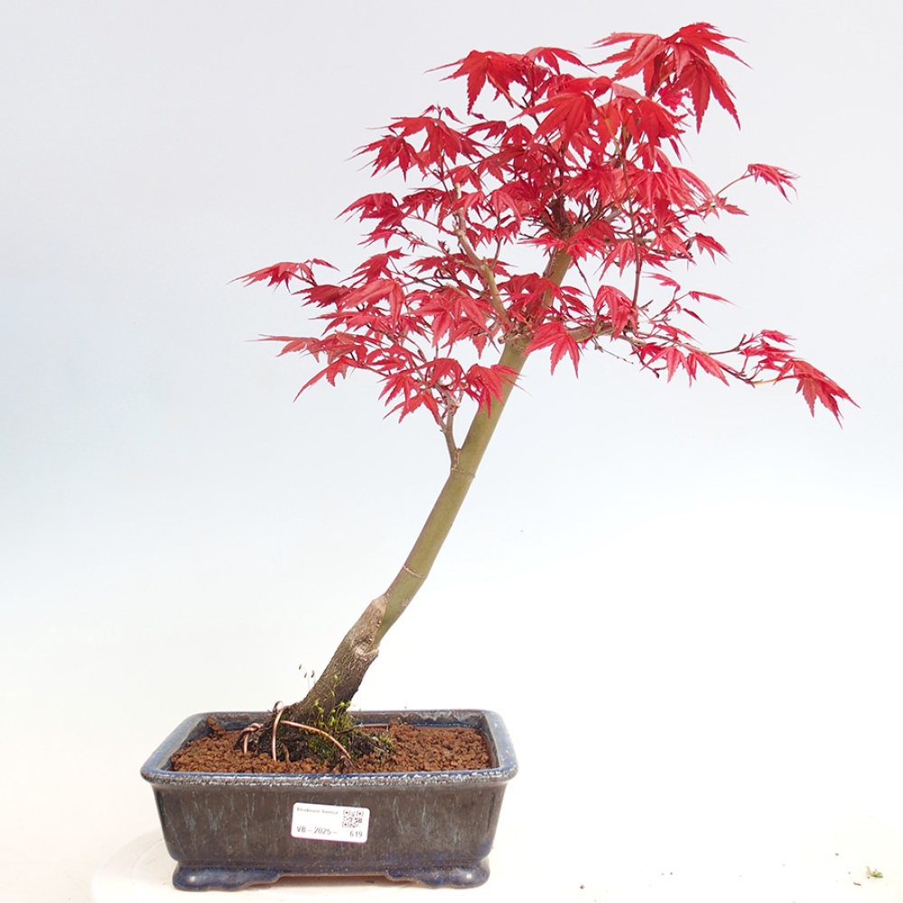 Vonkajšie bonsai - Javor dlaňolistý - Acer palmatum DESHOJO