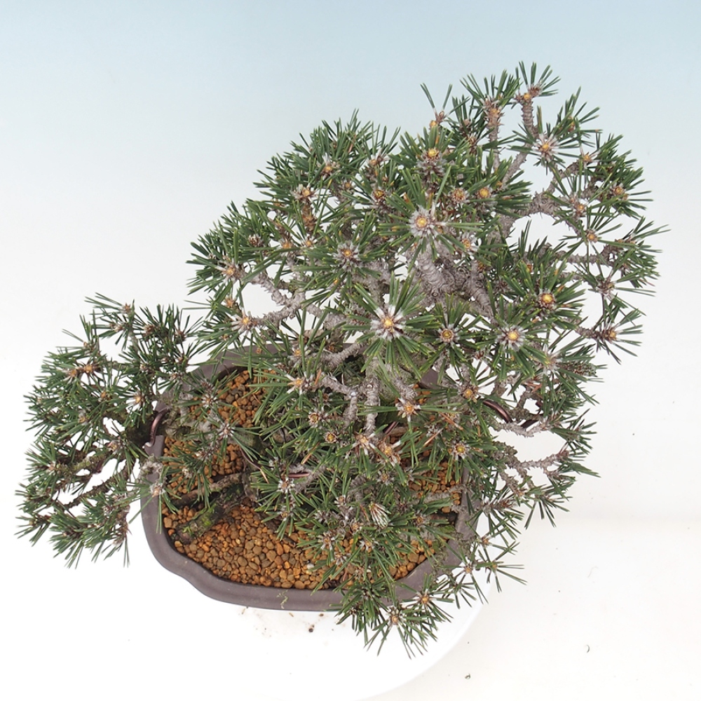 Vonkajší bonsaj - Pinus thunbergii Kotobuki - borovica Thunbergova