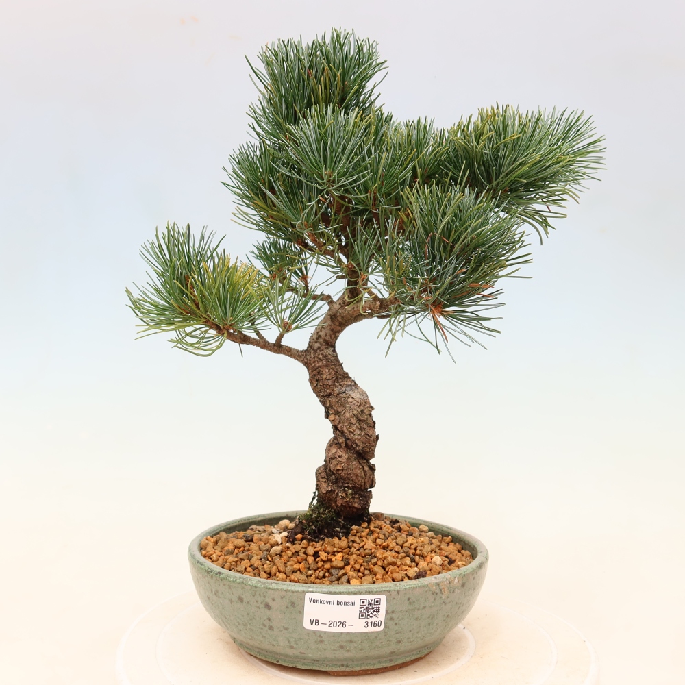 Vonkajšie bonsaje - Pinus parviflora - Pinus parviflora