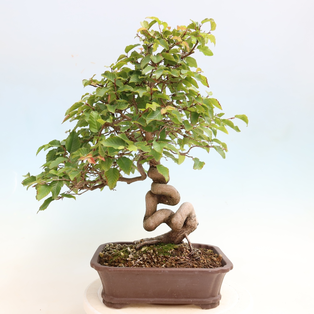 Vonkajšie bonsaje -Carpinus CARPINOIDES - Hrab kórejský