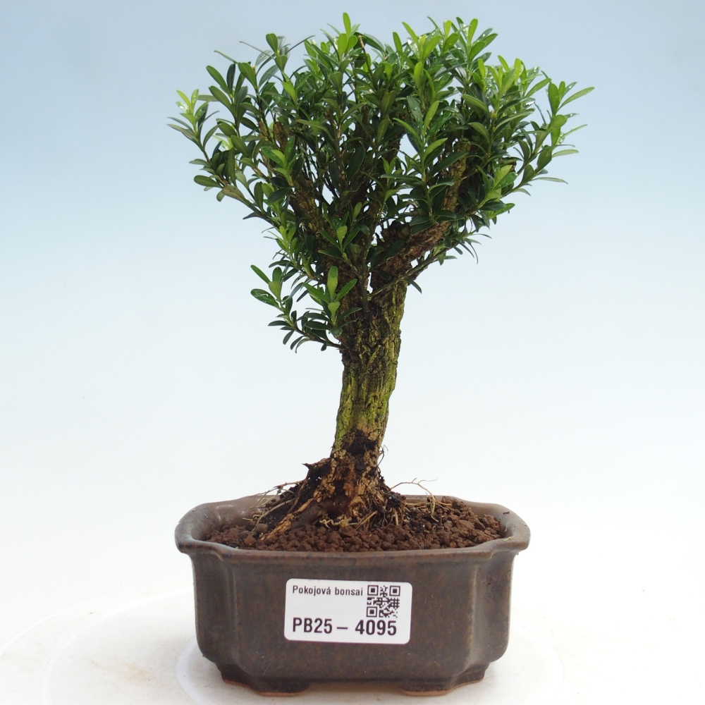 Izbové bonsaje - Buxus harlandii - korkový buxus