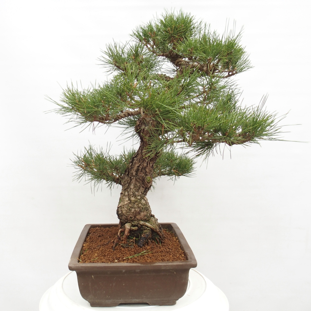 Vonkajšie bonsai - Pinus thunbergii - Borovica thunbergova