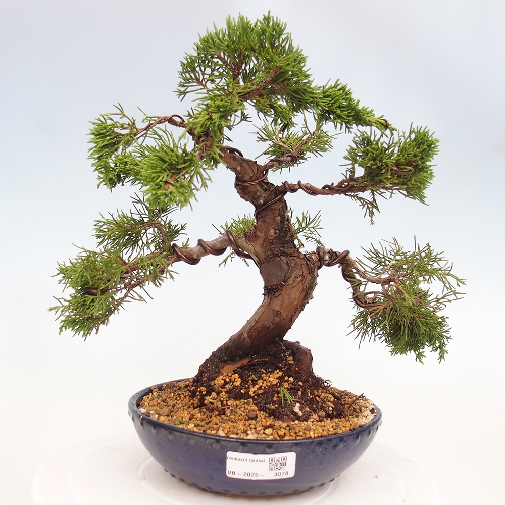 Vonkajší bonsai - Juniperus chinensis Itoigawa -Jalovec čínsky