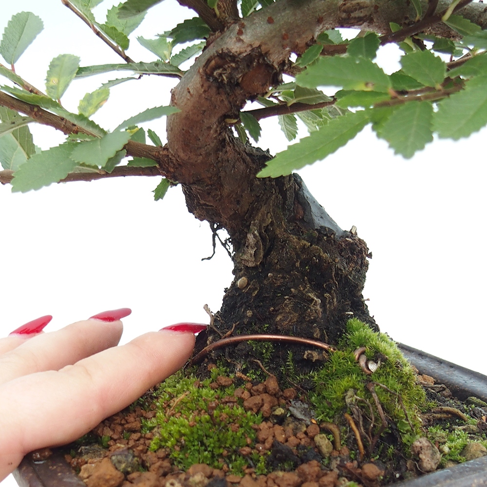 Vonkajšie bonsaje - Zelkova - Zelkova NIRE