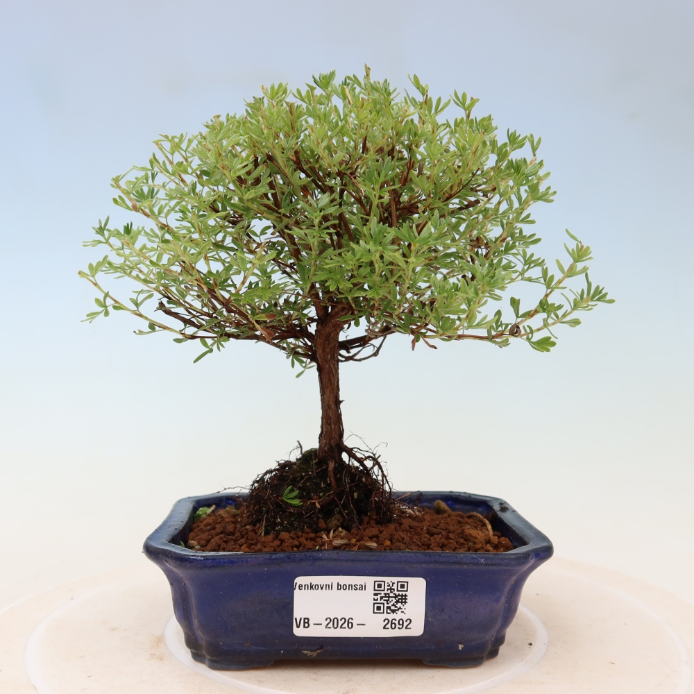 Vonkajší bonsai – Potentila fruticosa – Goldkissen