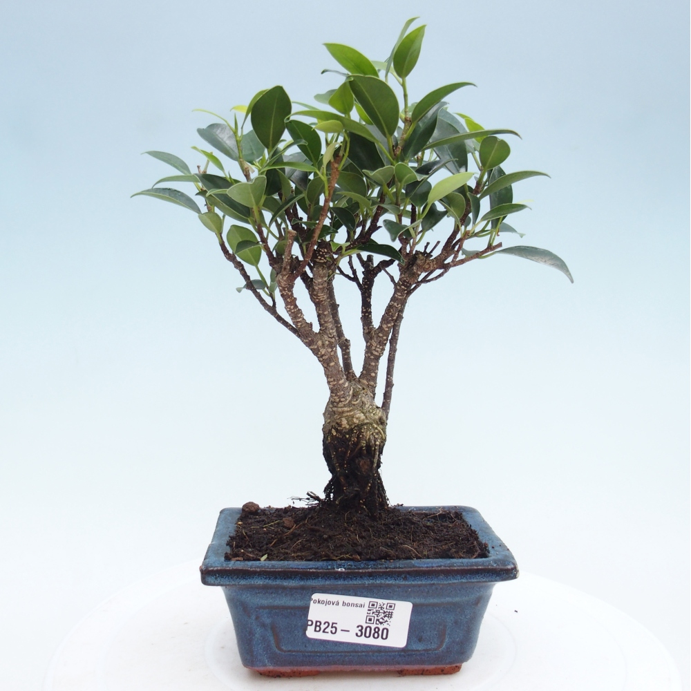 Izbová bonsai - Malolistý fikus - Ficus kimmen