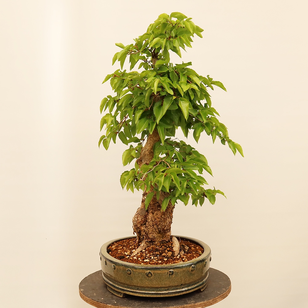 Vonkajší bonsai -Carpinus Coreana - Hrab kórejský