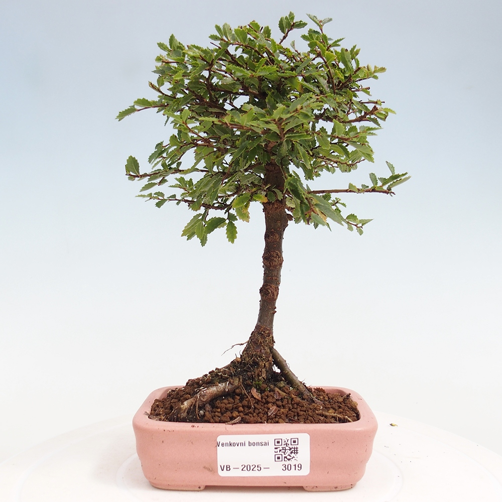 Vonkajší bonsai - Ulmus parvifolia Sagei - Malolistý brest