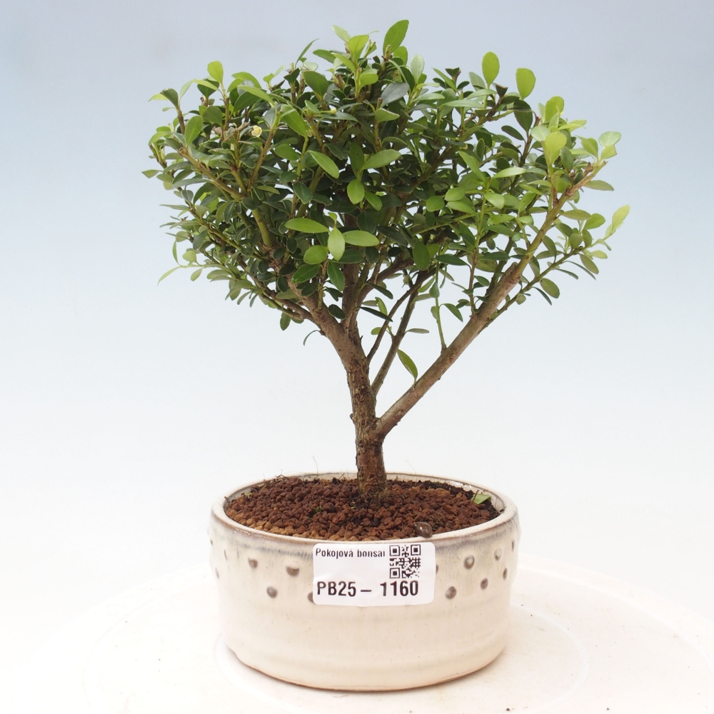Izbová bonsai - Ilex crenata - Cezmína