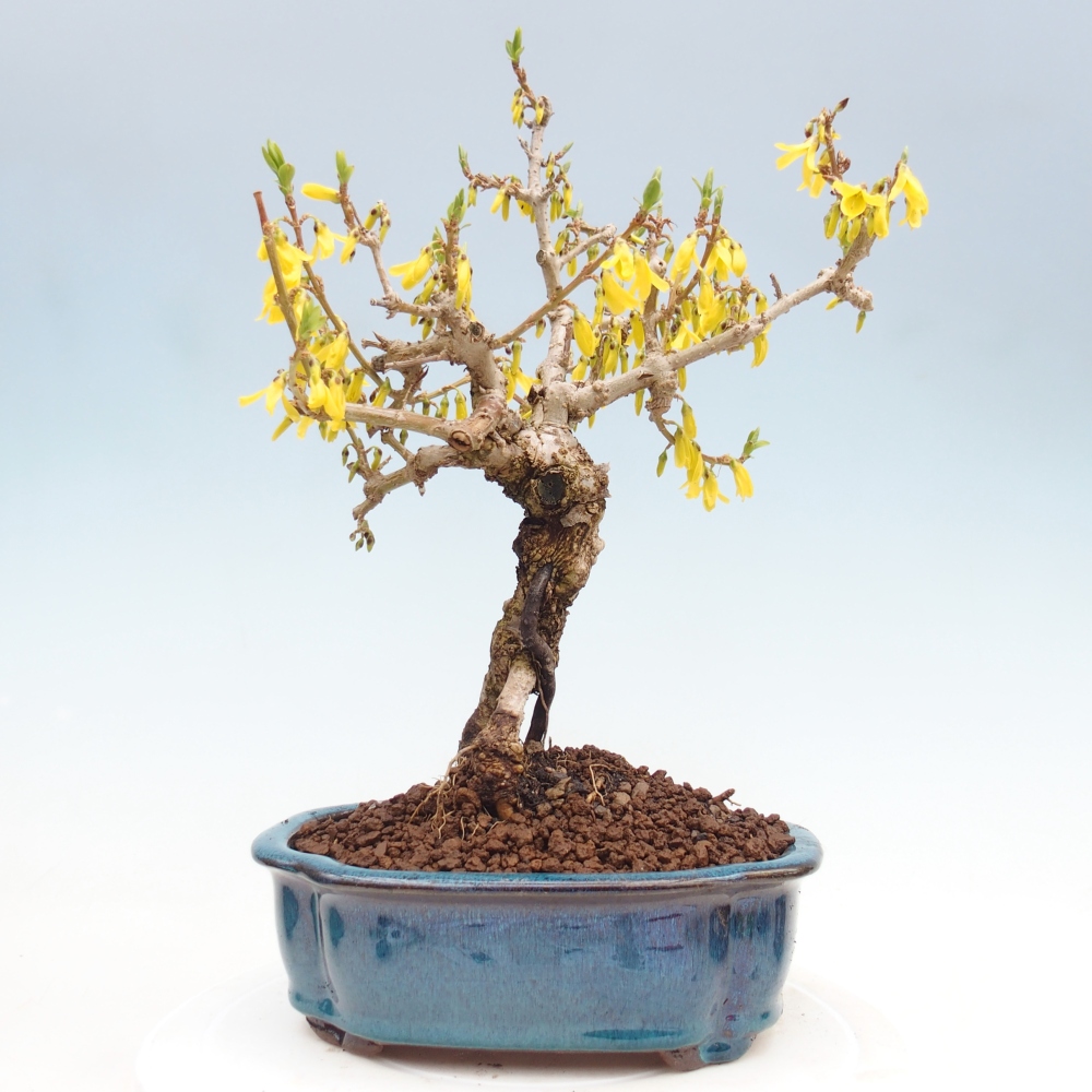 Vonkajšie bonsaje - Zlatice - Forsythia koreana