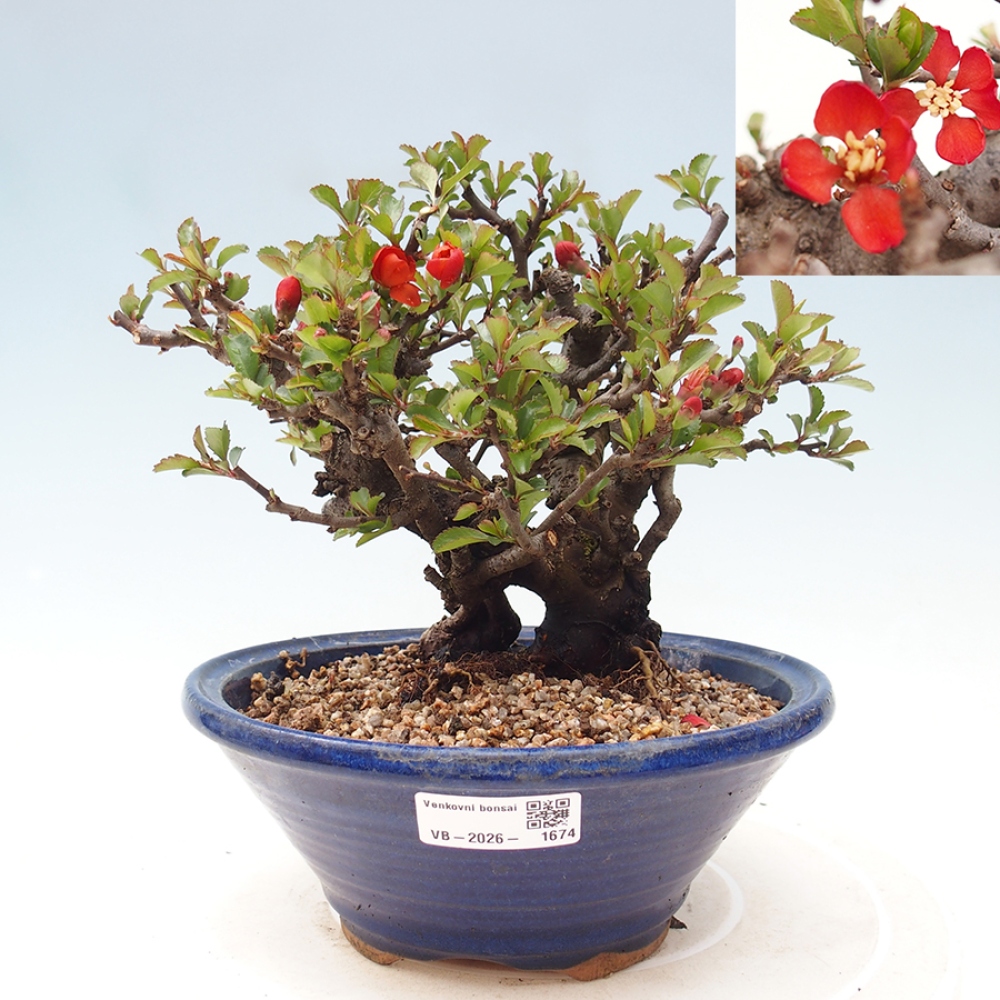 Vonkajšie bonsaje - Chaneomeles speciosa - Kdoule