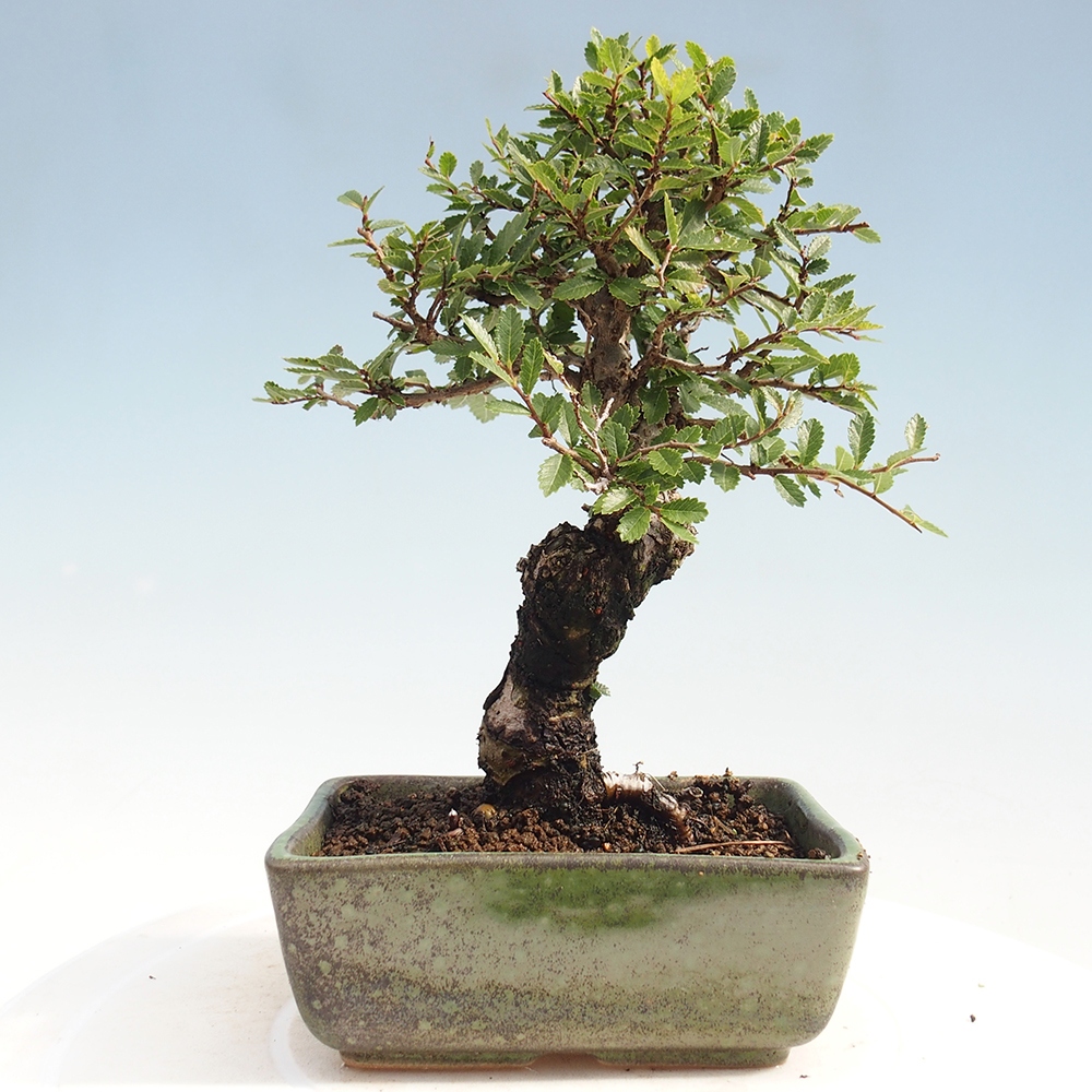 Vonkajšie bonsai - Zelkova - Zelkova Nirom