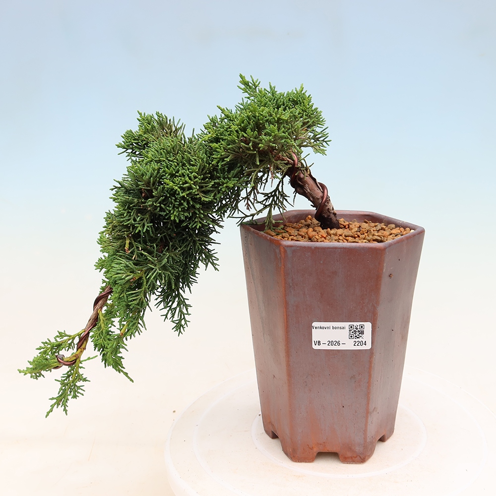 Vonkajší bonsaj - Juniperus chinensis Kishu