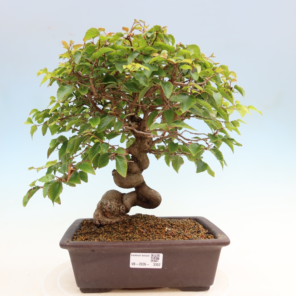 Vonkajší bonsaj -Carpinus coreana - Hrab kórejský