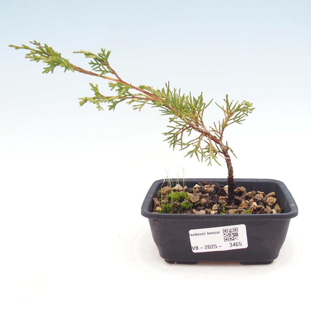 Vonkajší bonsaj - Juniperus chinensis Itoigawa